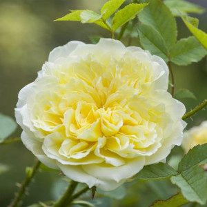 ROSIER buisson The Country...