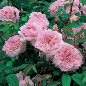 ROSIER buisson The Mayflower