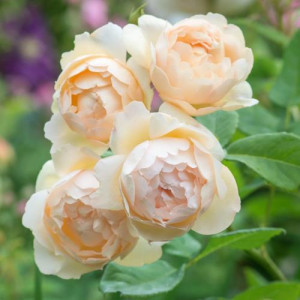 ROSIER grimpant Wollerton...