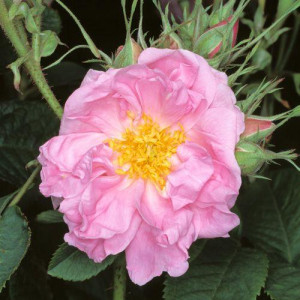 ROSIER buisson York and...