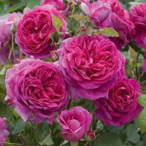 ROSIER buisson Young Lycidas