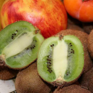 KIWI Autofertile 'Solissimo'