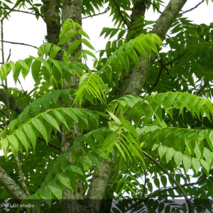 JUGLANS nigra