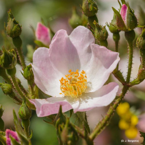 ROSIER buisson Ballerina