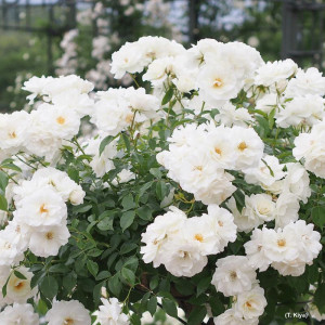 ROSIER grimpant Iceberg