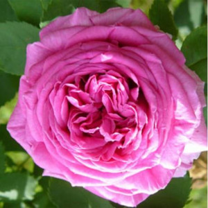 ROSIER grimpant Mme Isaac...