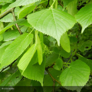 Tilia platyphyllos