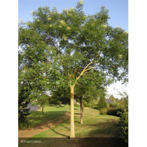 SOPHORA japonica