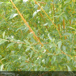 SALIX alba Chermesina /...