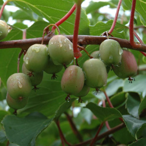 KIWI arguta Kiwai 'weikii'...