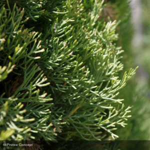 CUPRESSUS sempervirens
