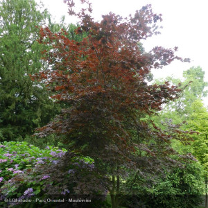 Acer palmatum 'Bloodgood'