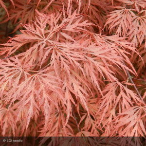 Acer palmatum dissectum...