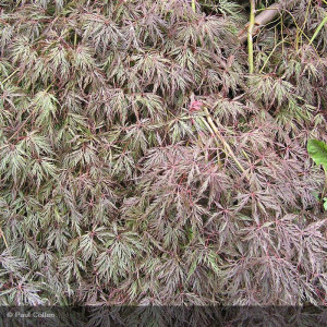 Acer palmatum 'Inaba Shidare'