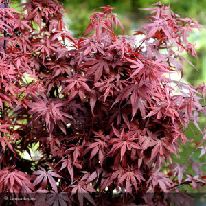 Acer palmatum 'Skeeter's...