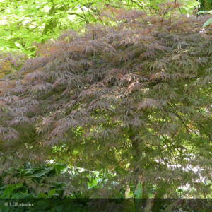 Acer palmatum 'Dissectum...