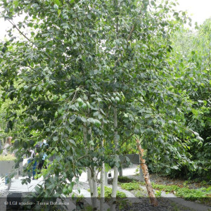 Betula utilis