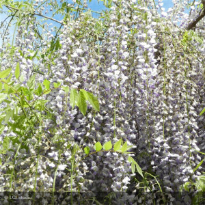 Wisteria floribunda...