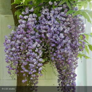 Wisteria floribunda 'Rosea'