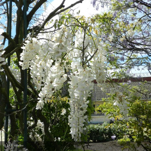 Wisteria sinensis 'Alba'