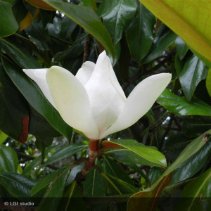 Magnolia grandiflora...