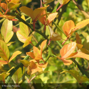 PONCIRUS trifoliata Flying...
