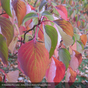 Cornus controversa