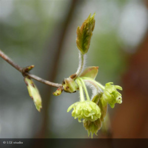Acer griseum