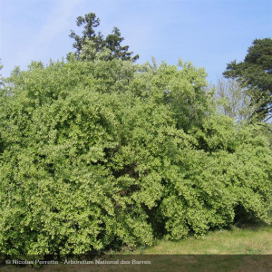 ELAEAGNUS umbellata