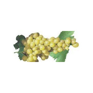 VIGNE Dattier de Beyrouth