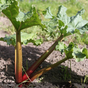 RHUBARBE Early Champagne