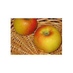 POMMIER Double rose