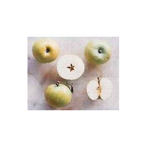 POMMIER Double Verdalet