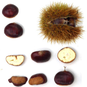 CHATAIGNIER Belle épine