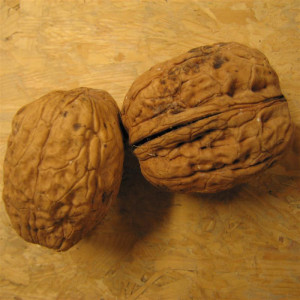 NOYER Bijou