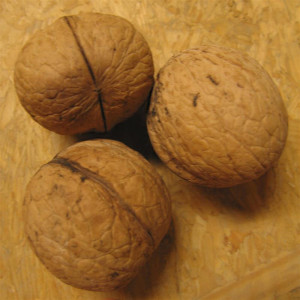 NOYER Meylanaise