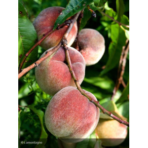 PECHER de VIGNE Lisette