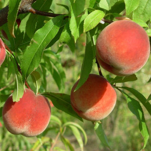 PECHER Incomparable Guilloux