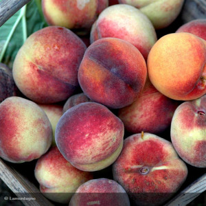 PECHER de VIGNE Pomponette