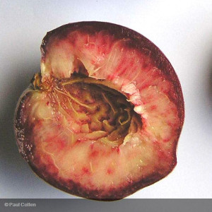 PECHER Sanguine précoce