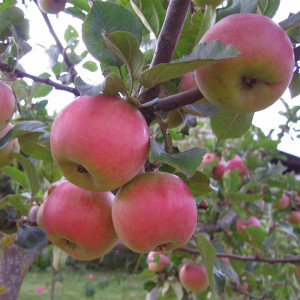 POMMIER Belle fille de salin