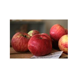 POMMIER Bourniquelle