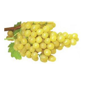 VIGNE Italia