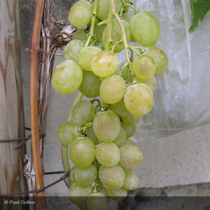 VIGNE Muscat dalexandrie