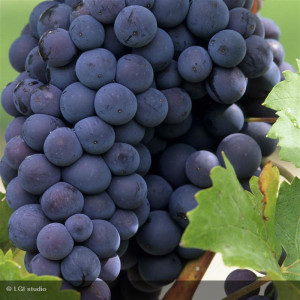 VIGNE Cardinal