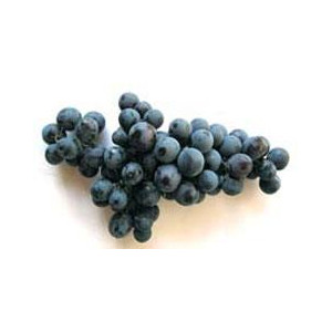 VIGNE Muscat de Hambourg