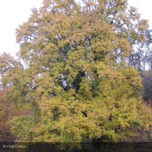 ACER campestre