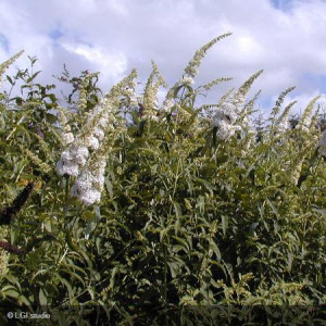BUDDLEJA davidii White...