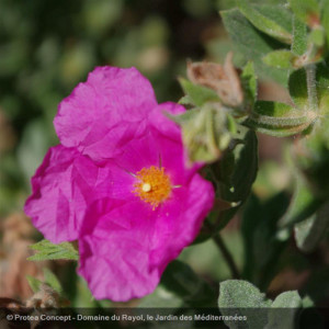 CISTUS albidus