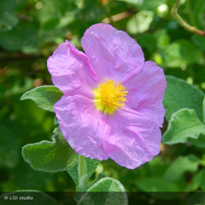 CISTUS salviifolius
